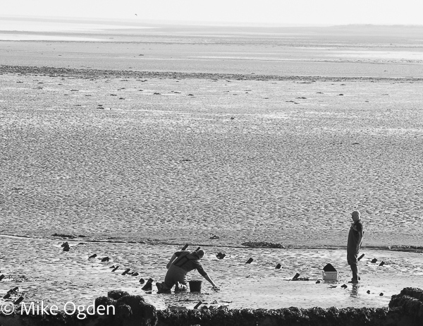 Cockle Fishers, Tayport - River Tay