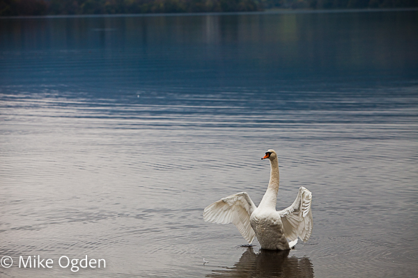 Swan, Lake of Menteith - The Trossachs
