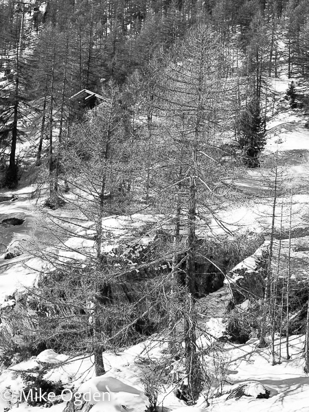Winter Trees, Furi - Zermatt