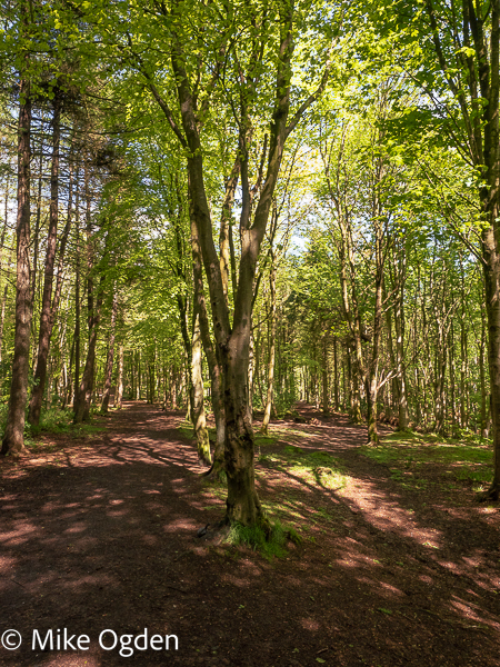 Dunnottar Woods Paths, 2 - Stonehaven and Area