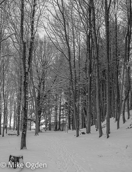 Snowy Path, Dunnottar Woods, 1 - Stonehaven and Area