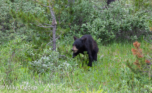 Black Bear - Jasper