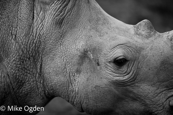 Rhinoceros - The Trossachs