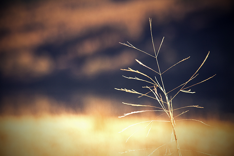 Spring Grasses - Latest Additions