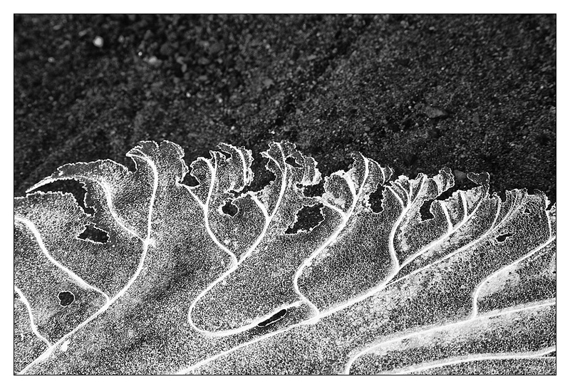 Natures Wonders - Monochrome Images