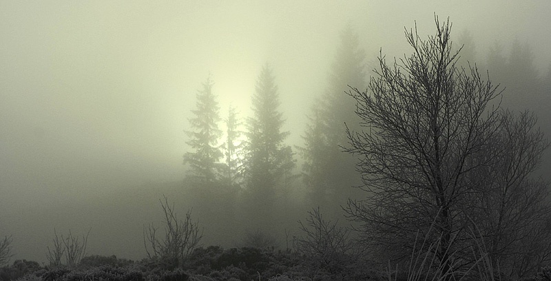 Low Visibility-Achray Forest - Inland Scotland