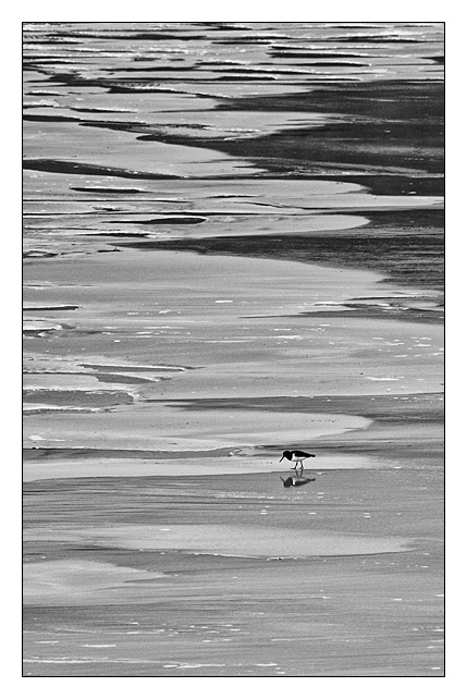 Looking for lunch - Achnahaird Bay - Monochrome Images