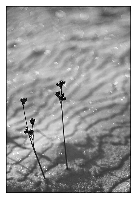 Hanging in there - Monochrome Images