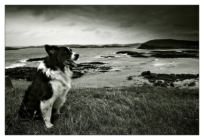 My Hebridean Friend - Monochrome Images