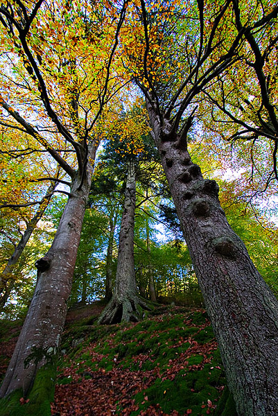 Canopy of light - Perthshire - Inland Scotland