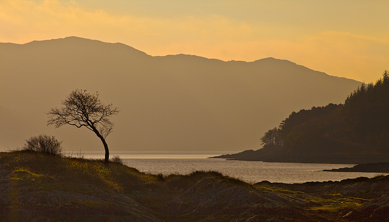 The Rowan of Loch Sunart - Latest Additions
