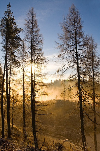 Achray Forest-Trossachs - Inland Scotland