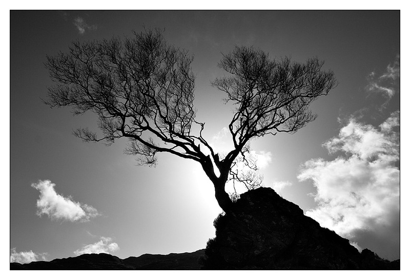 Silhouette of Life - Monochrome Images