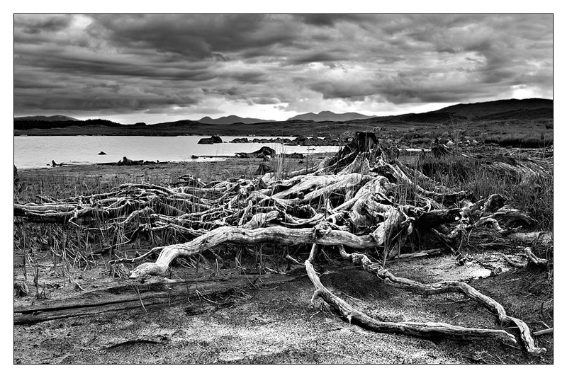 Nature's Ruins - Monochrome Images