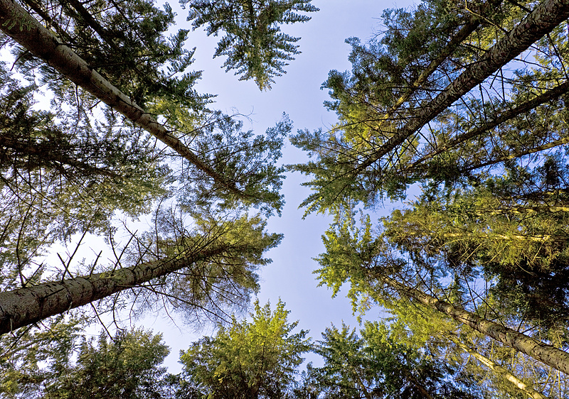 Into Achray Forest - Inland Scotland