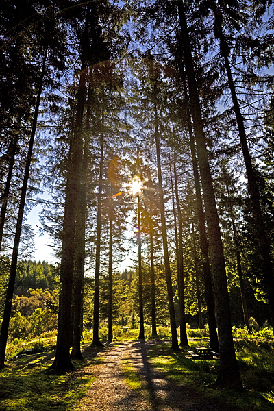 Achray Forest - Inland Scotland