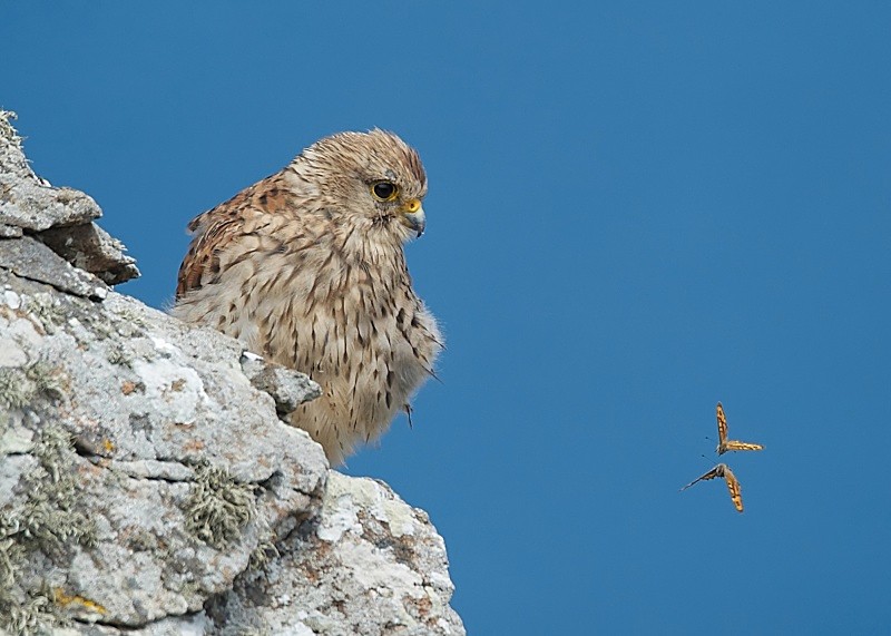 61 - Kestrel