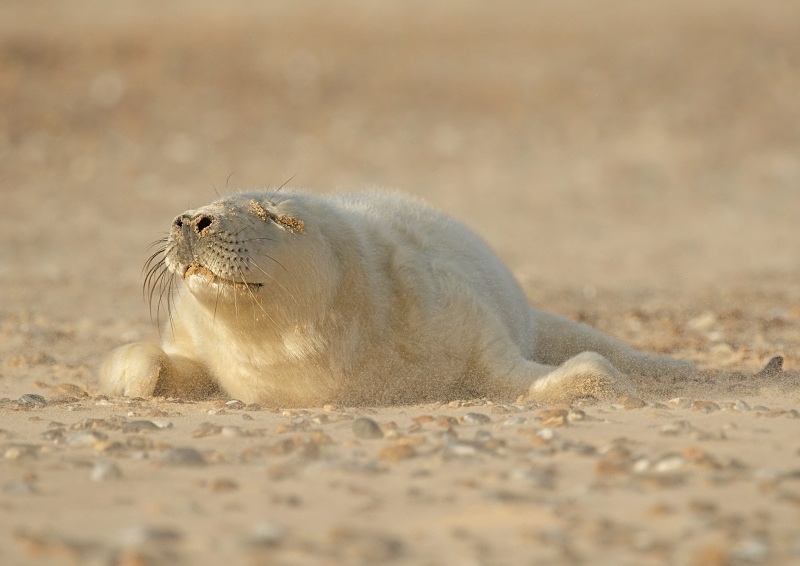 27 - Grey Seal