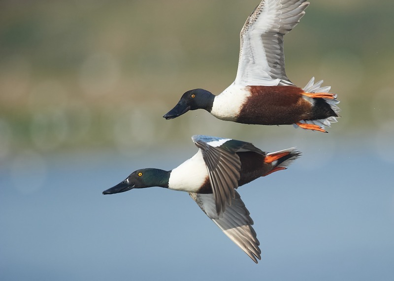 6 - Shoveler