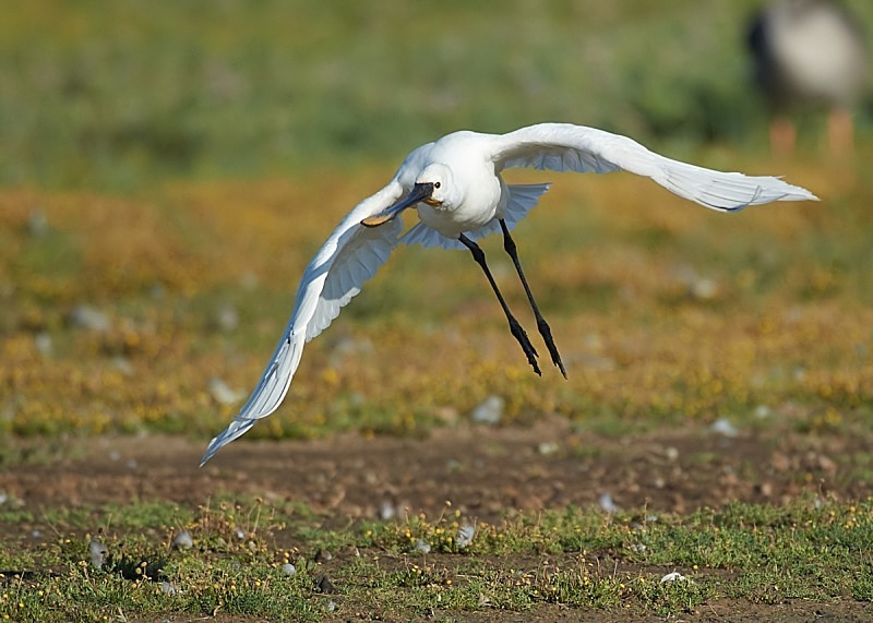 11 - Spoonbill