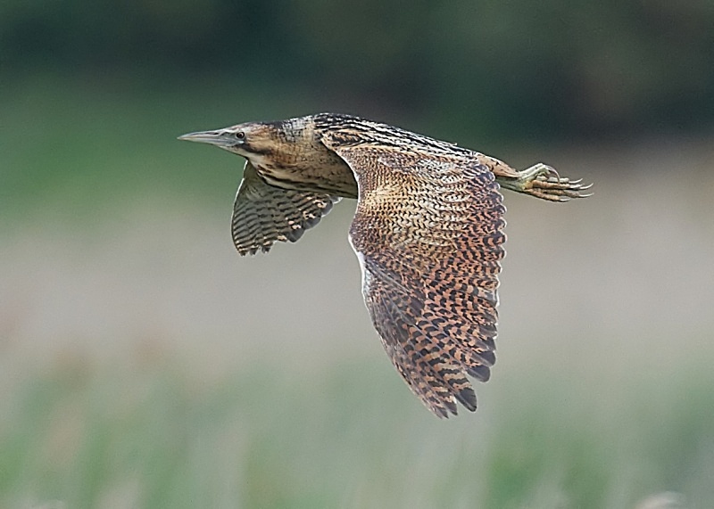 2 - Bittern
