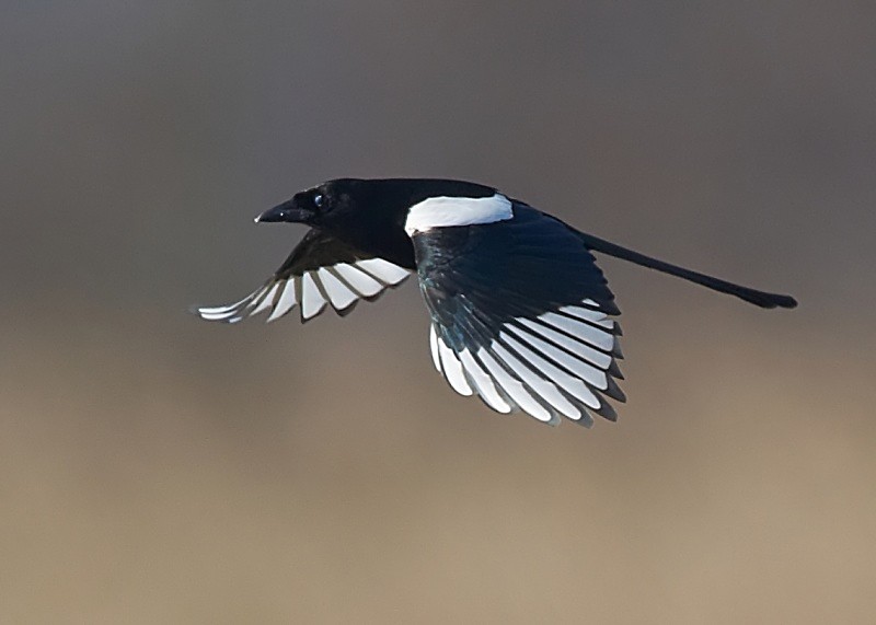 5 - Magpie
