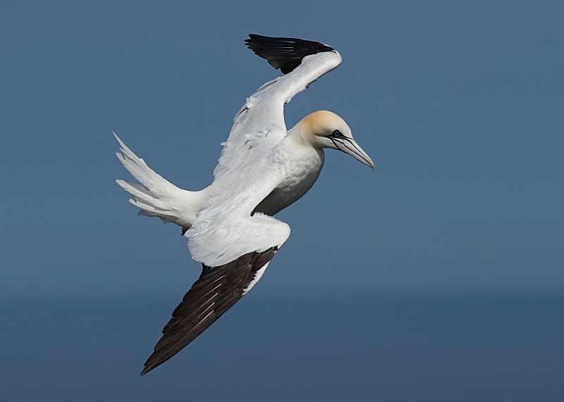 26 - Gannet