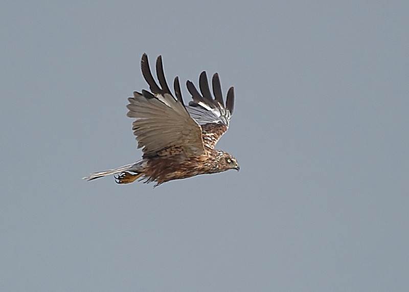 5 - Marsh Harrier