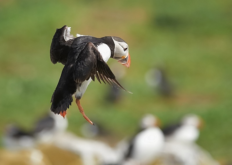 22 - Puffin