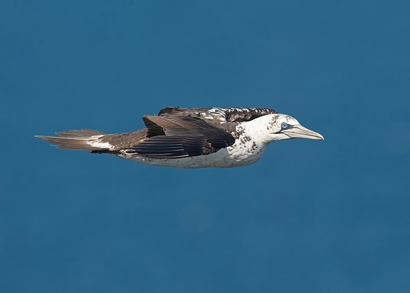 2 - Gannet