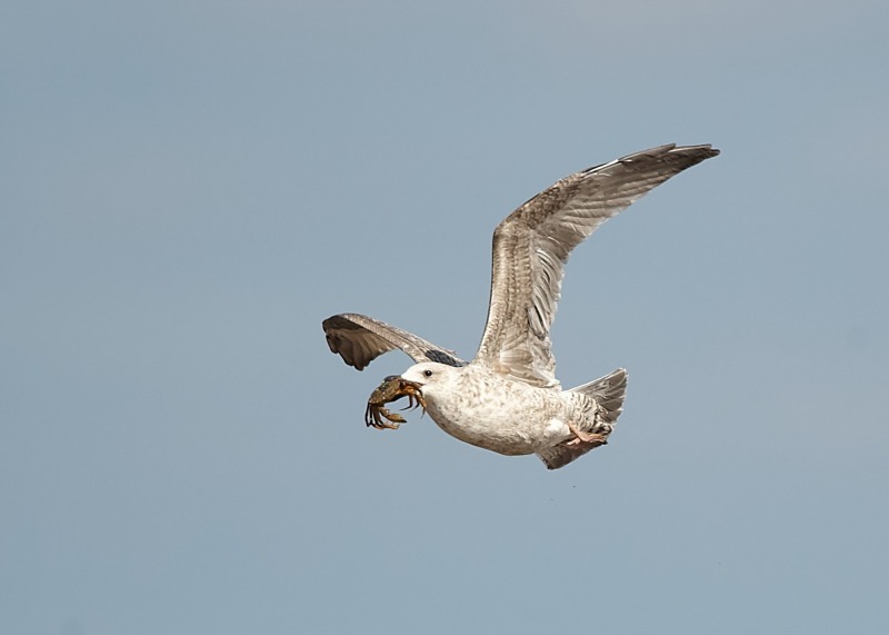 5 - Lesser Black-backed Gull