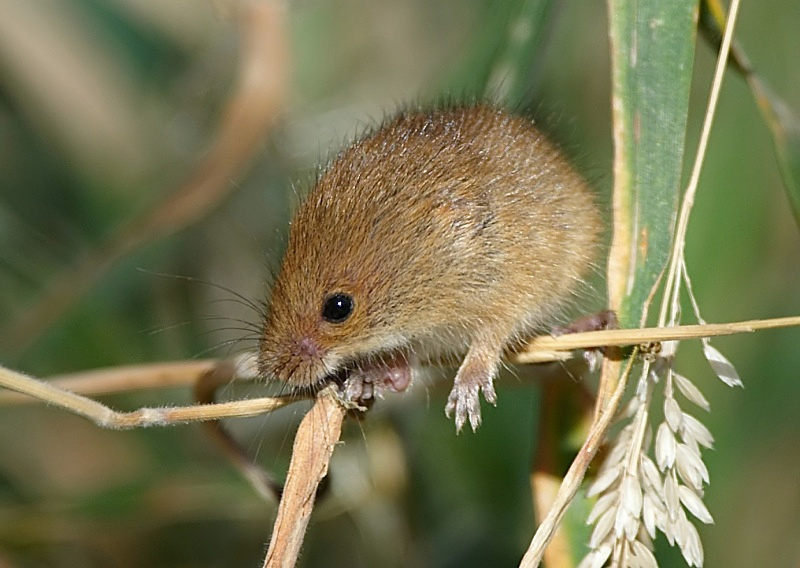 10 - Harvest Mouse