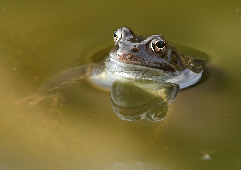 16 - Common Frog