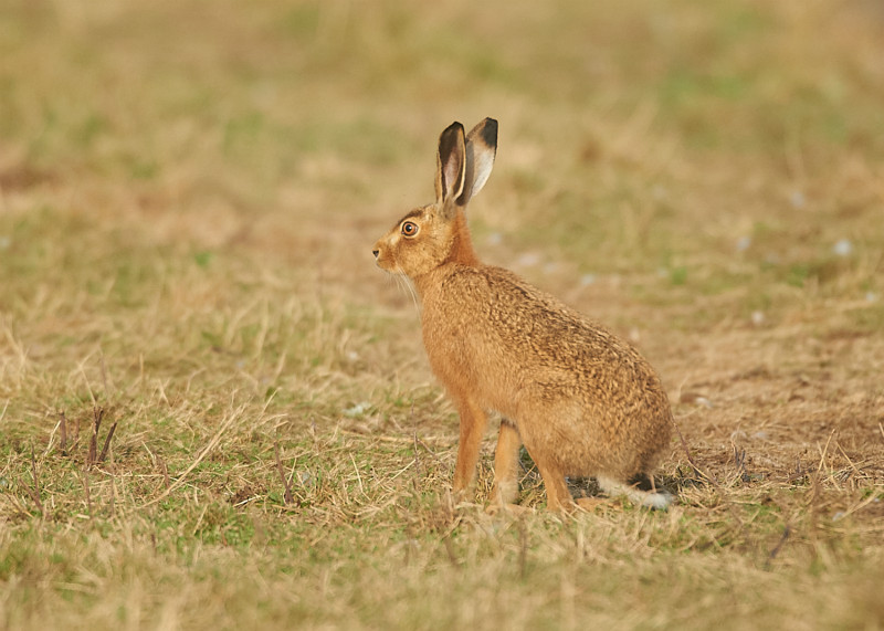 5 - Brown Hare
