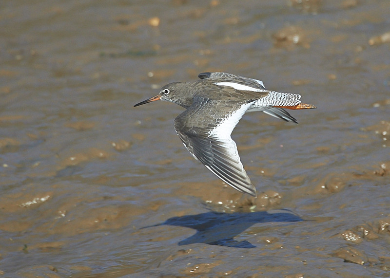3 - Redshank