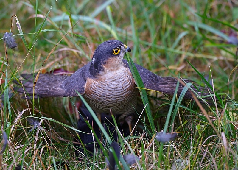 2 - Sparrowhawk