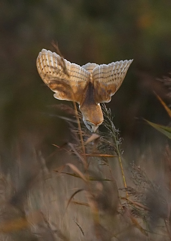 46 - Barn Owl