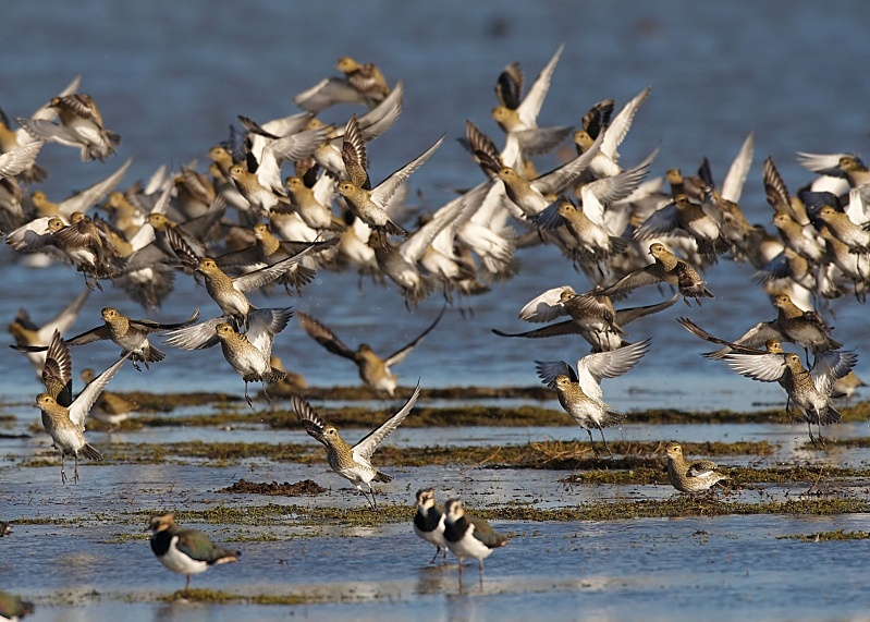 5 - Golden Plover