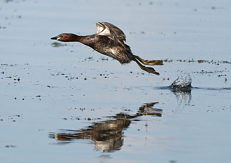 2 - Little Grebe