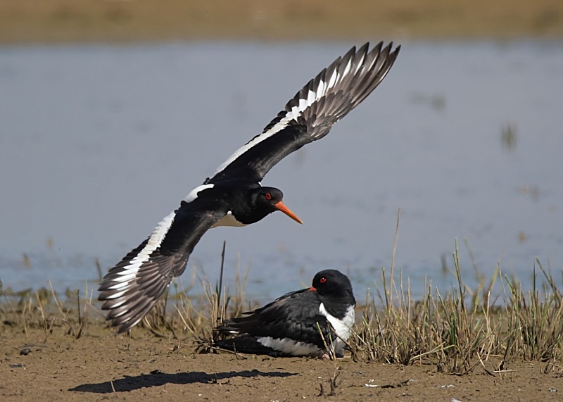 26 - Oystercatcher