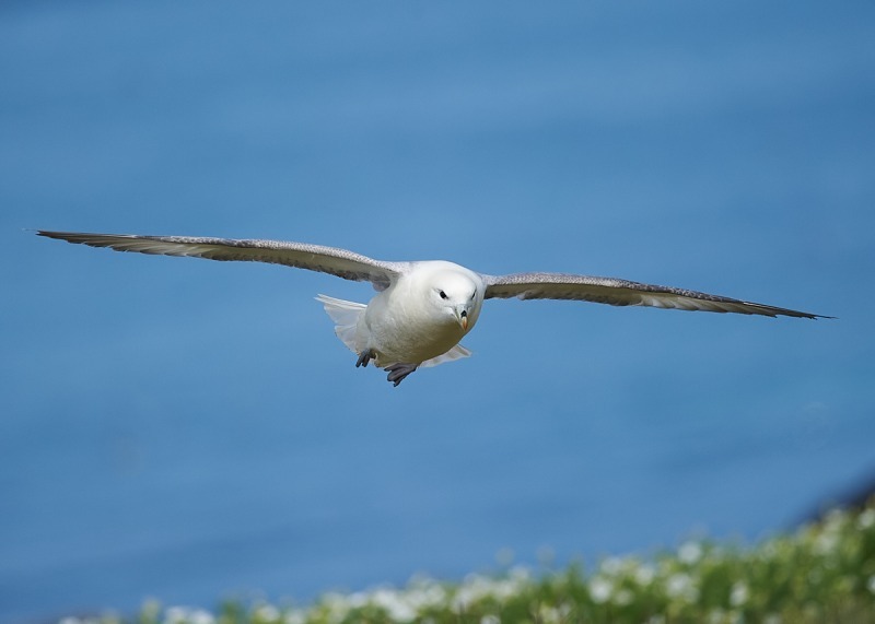 18 - Fulmar
