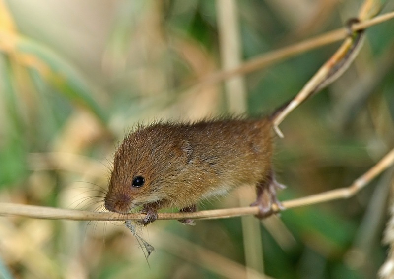 12 - Harvest Mouse