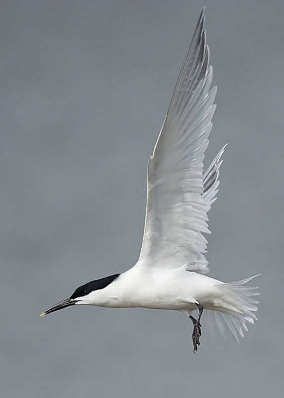 10 - Sandwich Tern