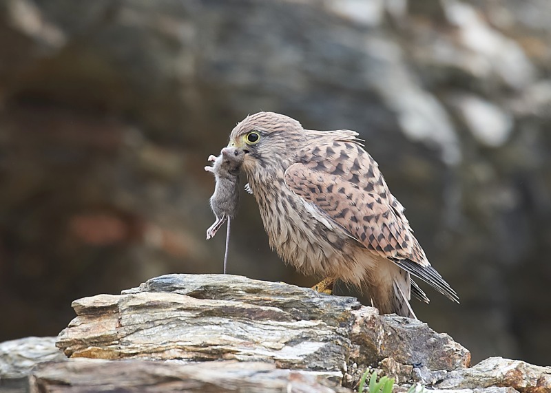 29 - Kestrel