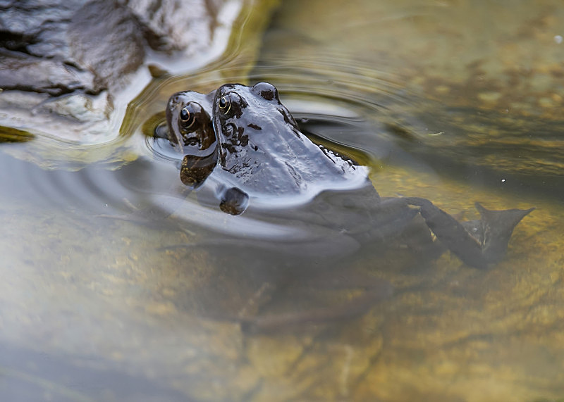 6 - Common Frog