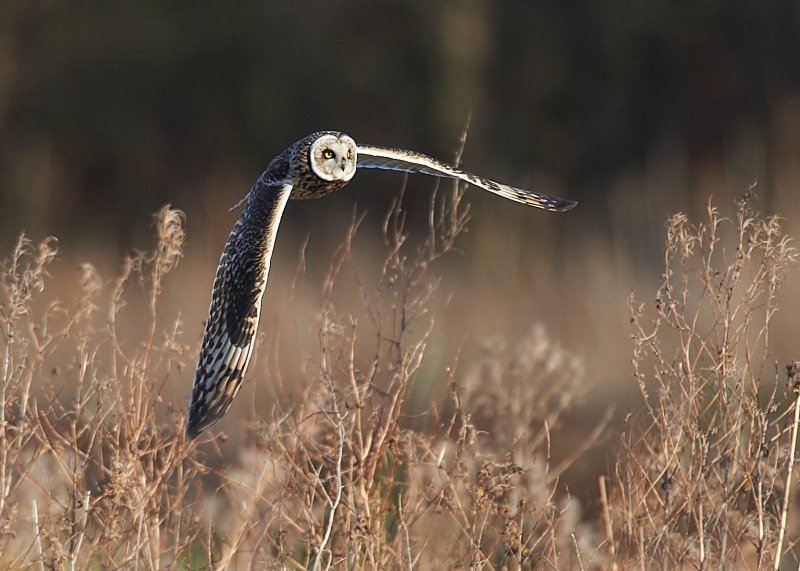 18 - Short-eared Owl