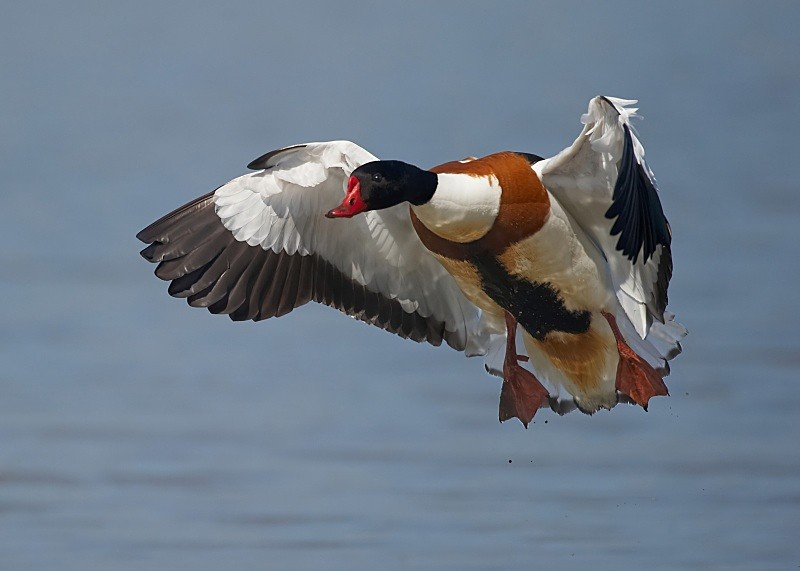 8 - Shelduck