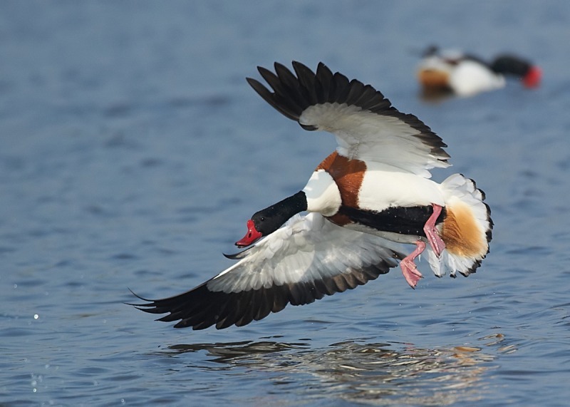 4 - Shelduck