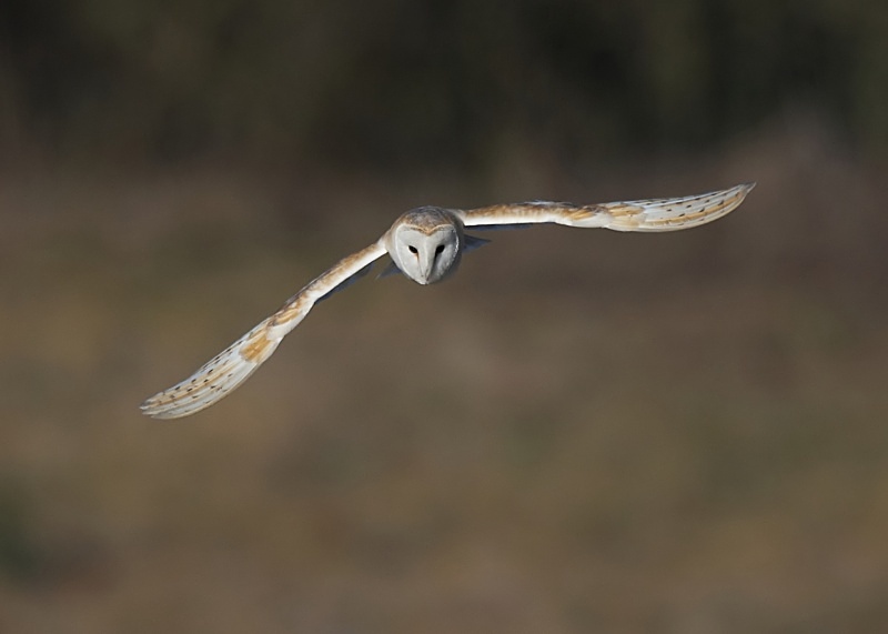 53 - Barn Owl