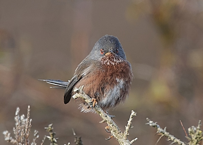 7 - Dartford Warbler